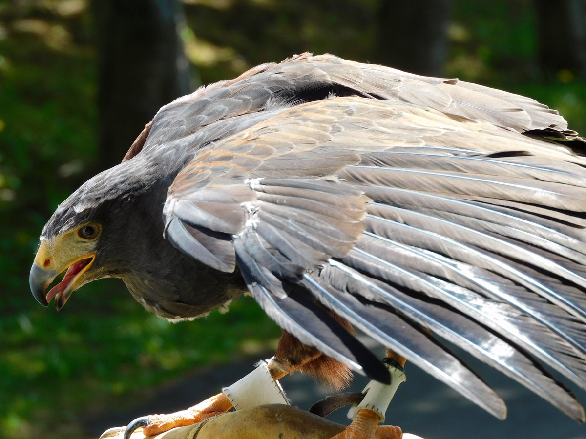 Etiqueta モモアカノスリ Al Twitter