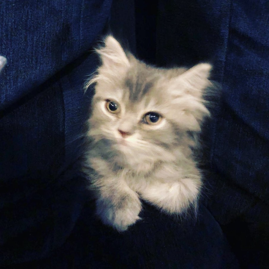 wasimakramlive's tweet image. Meet Thomas Shelby the 1st, OBE from Small heath, the newest member of the Akram family  #peakyblinders #thomasshellby