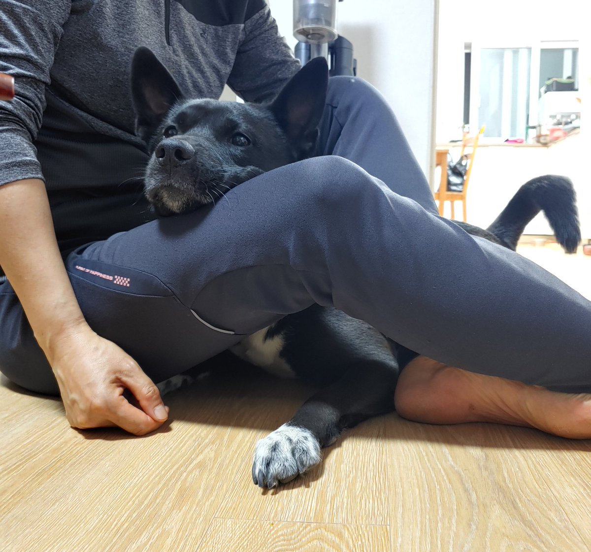 페리톤 うちの犬は注射を打たれるとうなるんです お医者さんに噛まれるか心配で私がどうしても看護婦さんだから直接注射をすると言ったけど大丈夫だって そしてそのままうちの犬を連れて行ったら短い悲鳴と共に終わったとうちの犬を返してくれました 페리톤 うちの犬は注射を打たれるとうなるんです お医者さんに噛まれるか心配で私がどうしても看護婦さんだから直接注射をすると言ったけど大丈夫だって そしてそのままうちの犬を連れて行ったら短い悲鳴と共に終わったとうちの犬を返してくれました