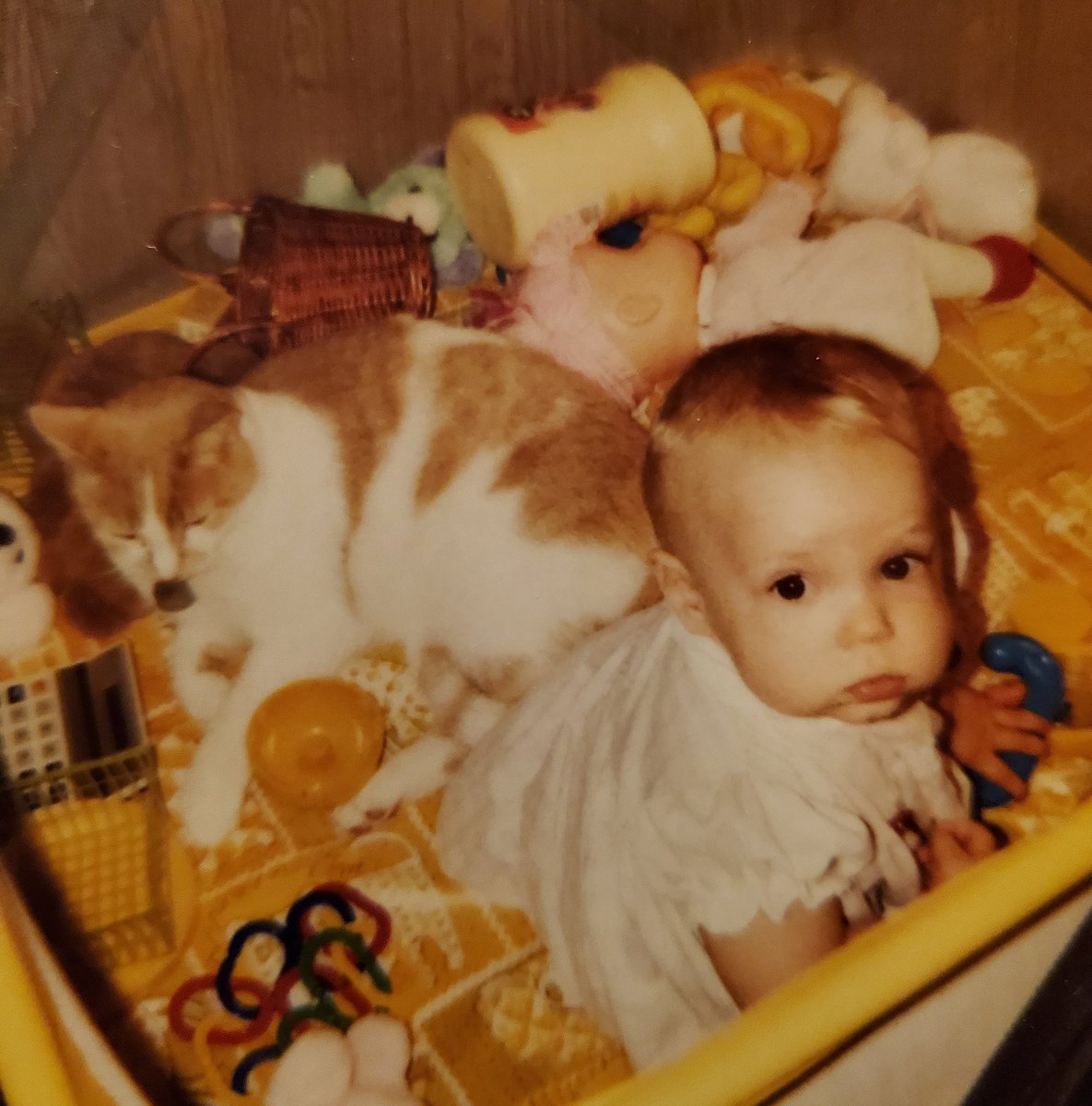 ElectricHarpy's tweet image. #BestDayEverForAPet

When my humans brought home the large bald kitten and we became besties. 

#The80s #BabyNerd