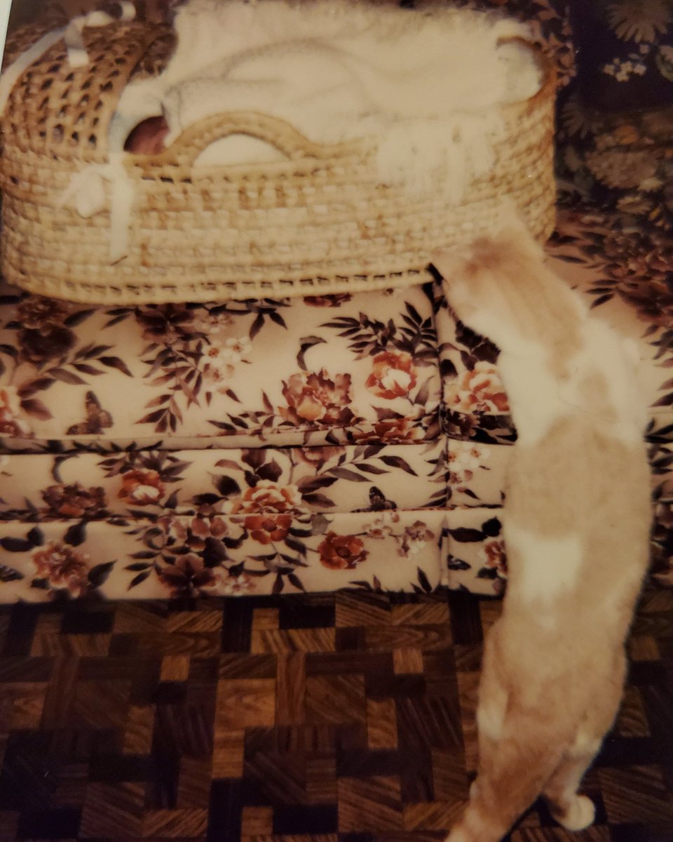 ElectricHarpy's tweet image. #BestDayEverForAPet

When my humans brought home the large bald kitten and we became besties. 

#The80s #BabyNerd