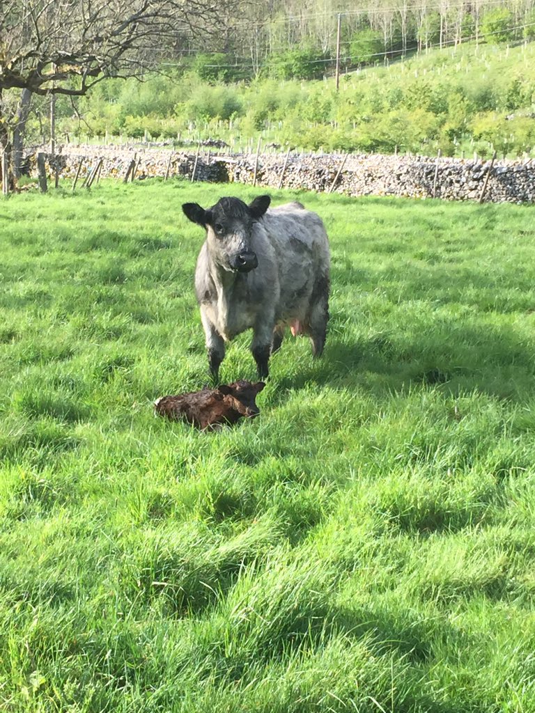 1st calf of 2020 by our new young Hereford Bull.   Think he needs to read the breed book and put the white bit on the other end.  #bluegreycattle