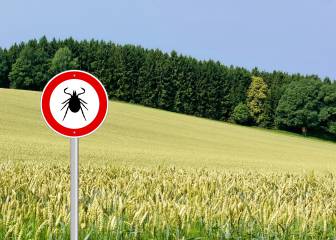 Stop garrapatas 
Más de dos meses sin impregnarnos de aromas, sin sentir el aire puro en la cara, sin mirar el monte ni la infinidad de caprichos inigualables con que la naturaleza nos deleita.
🔗 as.com/opinion/2020/0…

#Caza #Campo #Conservación #Blog #Cinegética