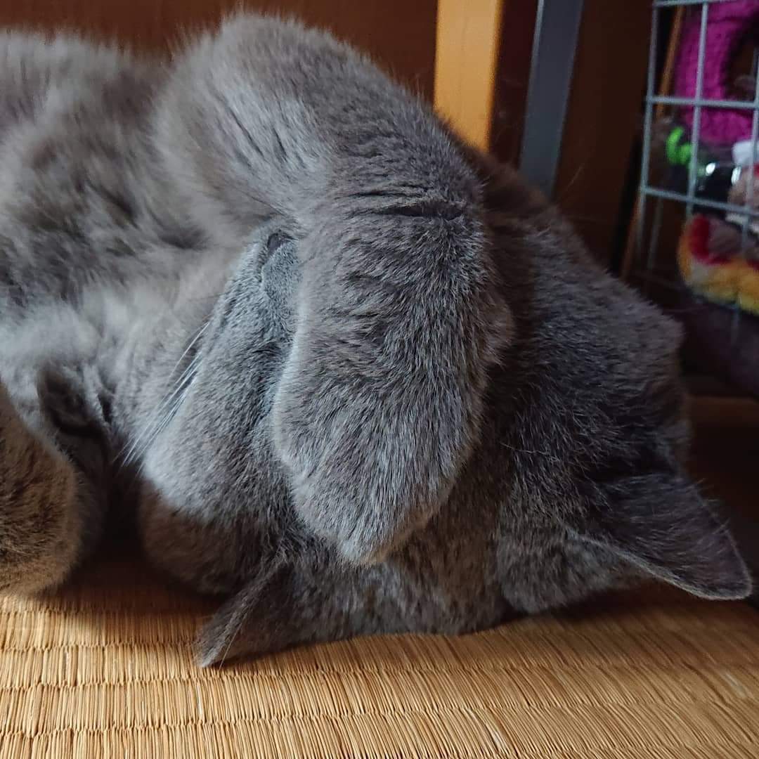 ぶさかわ猫 Twitter Search