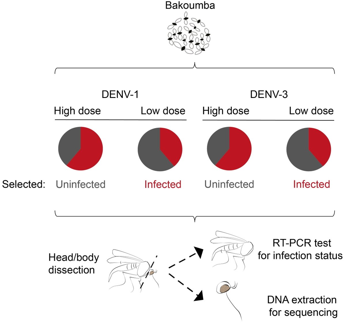 We compared the genetic basis of Bakoumba resistance to DENV-1 and DENV-3 by detecting allele frequency differences between replicate pools of individuals with contrasted phenotypes (resistant = uninfected at a high virus dose vs. susceptible = infected at a low virus dose). 4/7