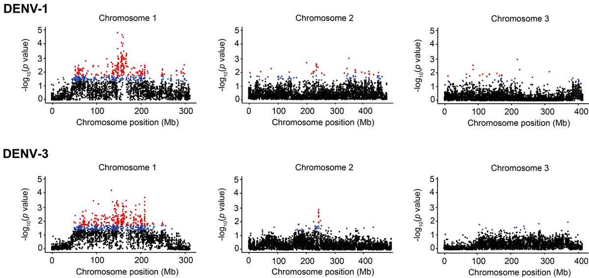 We computed gene scores reflecting the statistical significance of association with DENV-1 and/or DENV-3 infection. We found that largely distinct gene sets underlie specific resistance to DENV-1 and DENV-3 infection in this Ae. aegypti population. 6/7