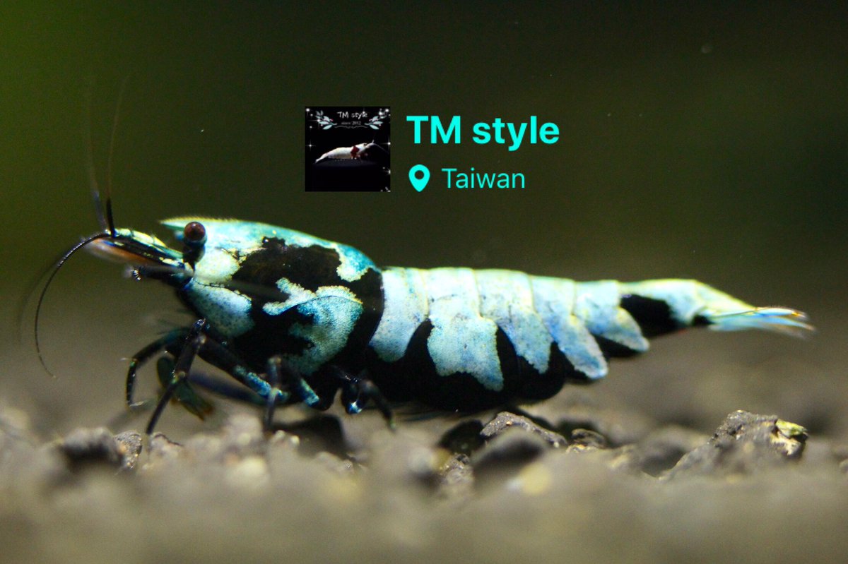 TMstyleTommy1's tweet photo. {TM-style}...2020.04.29
Galaxy tiger blue

#台灣觀賞蝦養殖者 #TMstyle #Taiwanbreeder #CRS #PRL #crystalredshrimp #PBL #redbeeshrimp #caridina #neocaridina #Redfancytiger #米蝦 https://t.co/Z1BlOAKpM1