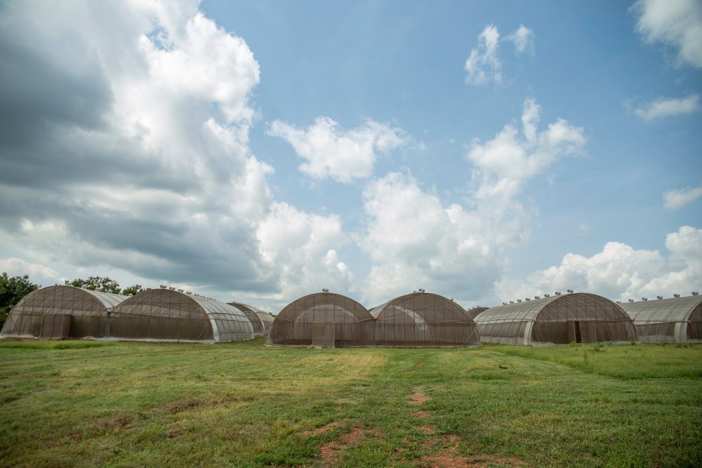 AgricultureGov. Seyi Makinde led administration target to boost the State economy during this pandemic & post-Covid-19 through agriculture.H.E., approved N7.6billion towards Eruwa and Akufo farm settlements.