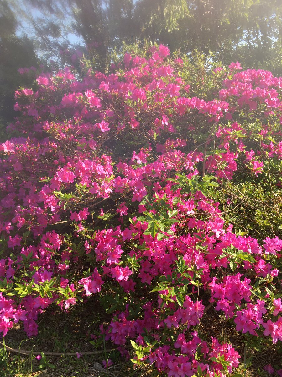 マカテ 今年もピンクのツツジとモッコウバラが 咲きました ツツジは早咲きから順に咲き始めます 楽しみです