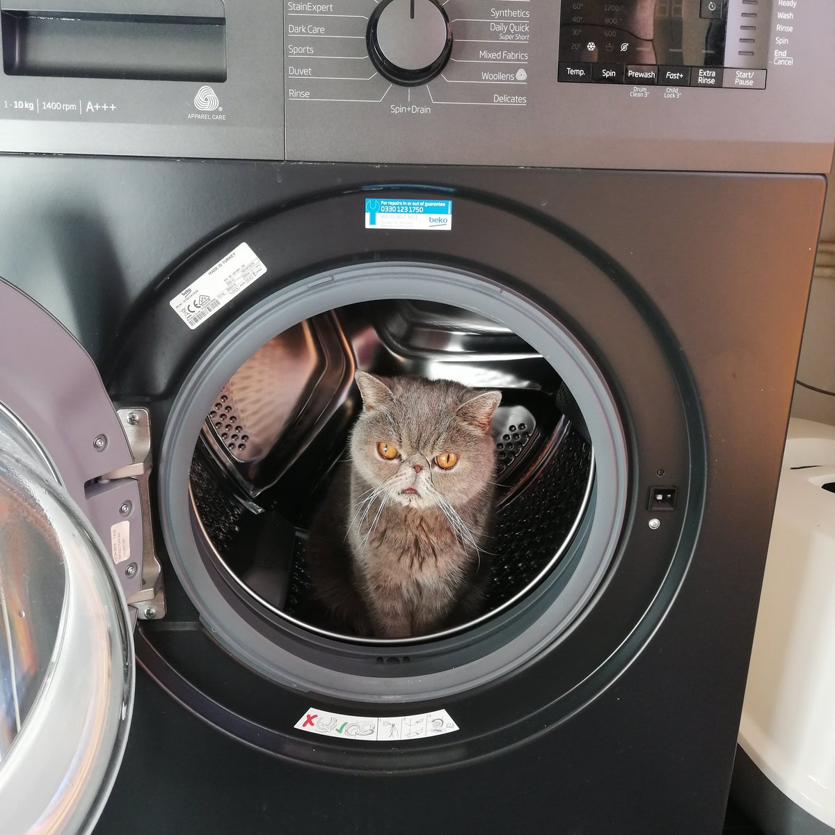 Est1980her's tweet photo. #catoftheday #catsareweird #minimooblue #washingmachinecat #canigetinthere #persionexotic https://t.co/CQDvNKTNfg