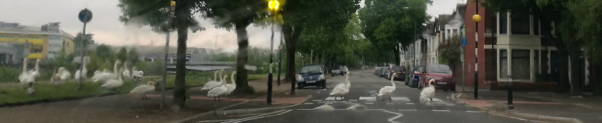 NextDoor2Harper's tweet photo. @ourlivinglevels @RSPBCymru Swans in pecking order as they cross Taffs Mead Embankment #FridayFeeling #Springwatch2020 https://t.co/mWRk0HLo85
