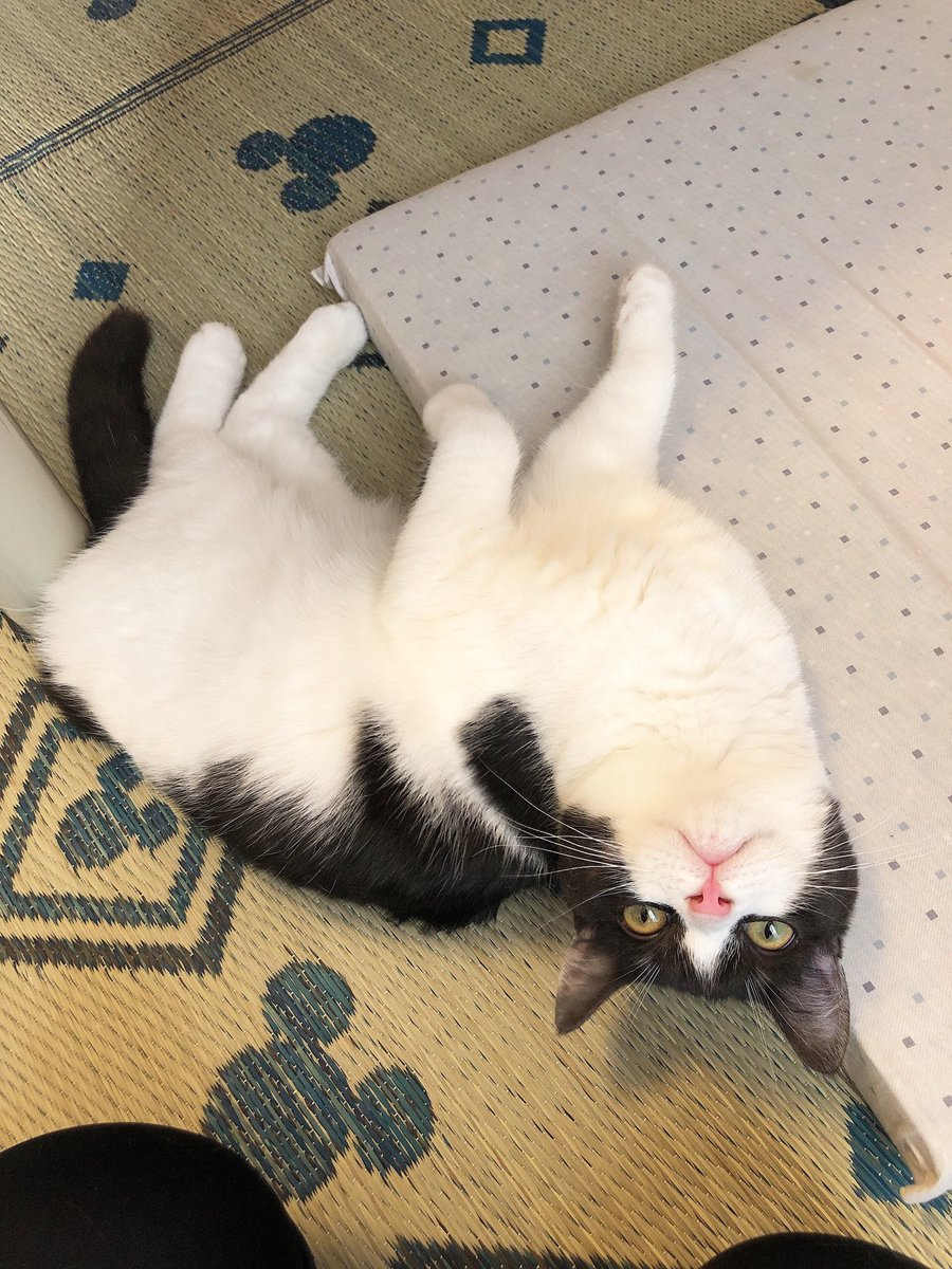 猫水遊び