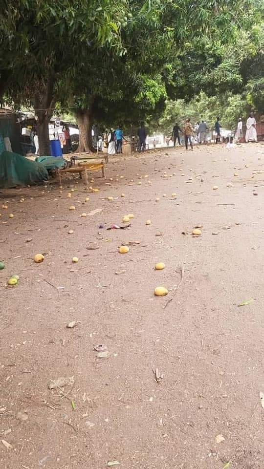 لما #تسلم بلد لخبير #بليد ووزير #تجارة #بليد
خــيرات الســودان في مكب النفايات وعلي قارعة الطريق ابو جبيهــة 
القائمين على الأمر  جالسين على الكراسي
عملة صعبة وماقادرين نستفيد منها!!!
المعني الحقيقي لقيمة بلادي سهول بلادي حقول