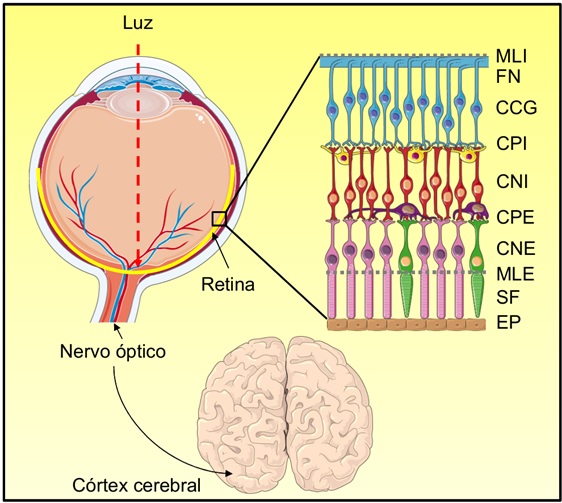 NanocellBr's tweet photo. DE OLHO NO CORONAVÍRUS: LESÕES RETINIANAS EM PACIENTES COM COVID-19 - https://t.co/howPwBPHEj https://t.co/PKNBEvofww