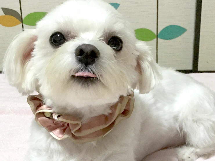 @onraisan @diet_body_ こっちもベー👅 #マルチーズ 