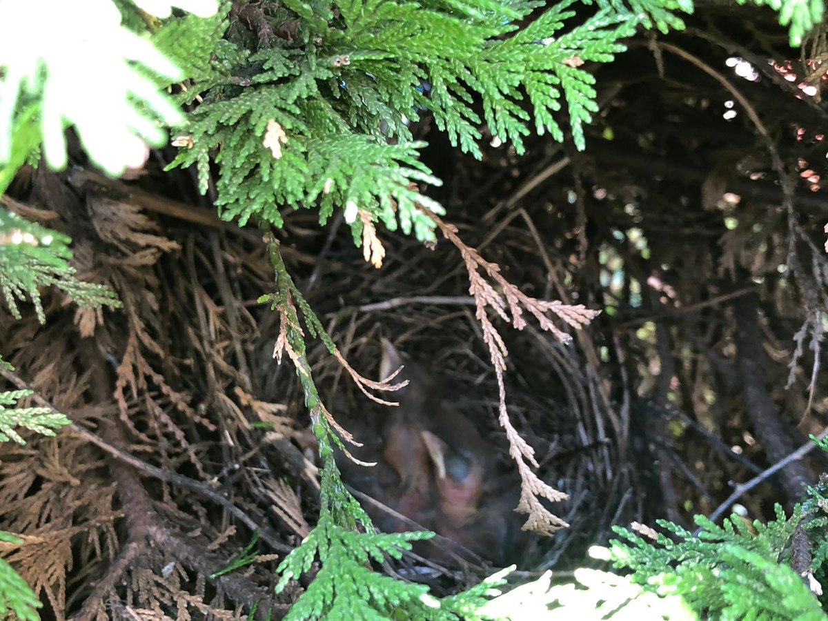 Cutting back the overgrown bushes <a href="/Supplefeet/">Supplefeet</a> and look what we find ! Now we have to protect them #springbirds #blackbirds