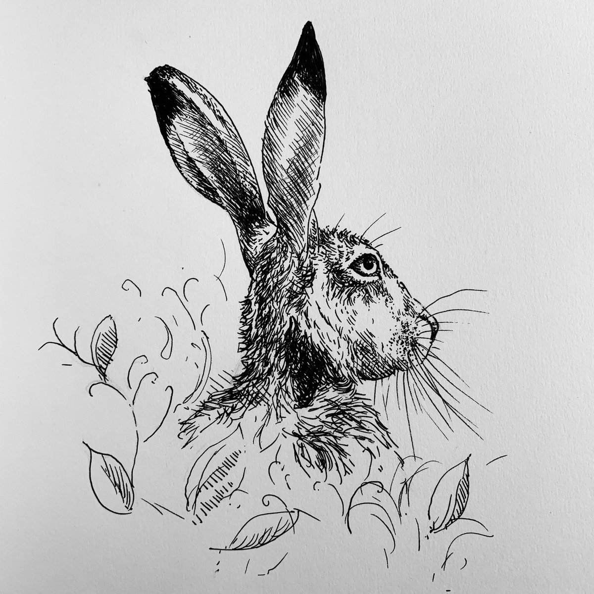 tweetingpainter's tweet photo. #IsolationDrawing A watchful #Hare in a field of #Peas #Suffolk
#Pen&Ink #KeepCalmAndKeepDrawing https://t.co/ZzjXm7LleR