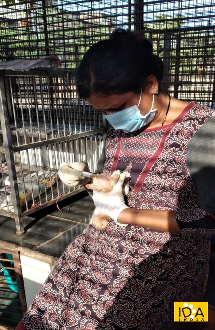 IDA_India's tweet photo. Our little puppy patients got a wonderful surprise!
Their favorite staff member, Assistant Radha resumed worked and the pups cannot contain their excitement. One of her special duties is to take care of these young patients and she does it with all love &amp; required skills.❤️🐕🐾 https://t.co/C1ypO7YjJz