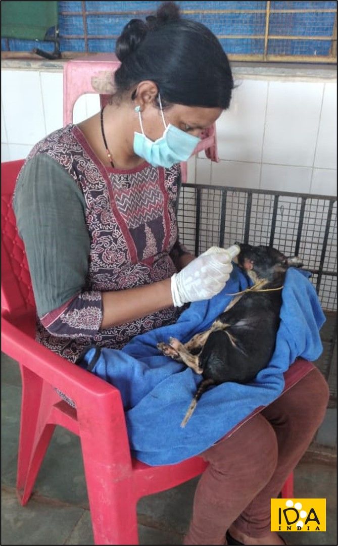 IDA_India's tweet photo. Our little puppy patients got a wonderful surprise!
Their favorite staff member, Assistant Radha resumed worked and the pups cannot contain their excitement. One of her special duties is to take care of these young patients and she does it with all love &amp; required skills.❤️🐕🐾 https://t.co/C1ypO7YjJz