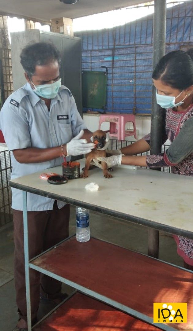 IDA_India's tweet photo. Our little puppy patients got a wonderful surprise!
Their favorite staff member, Assistant Radha resumed worked and the pups cannot contain their excitement. One of her special duties is to take care of these young patients and she does it with all love &amp; required skills.❤️🐕🐾 https://t.co/C1ypO7YjJz