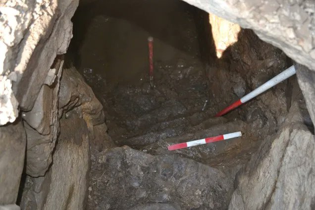 2  #IconArchTC UHI has carried out multiple excavation seasons at The Cairns Broch in beautiful South Ronaldsay, Orkney. These narrow steps led down to a well where the wooden bowl and peg were found. Waterlogged, anaerobic conditions contributed to their excellent preservation