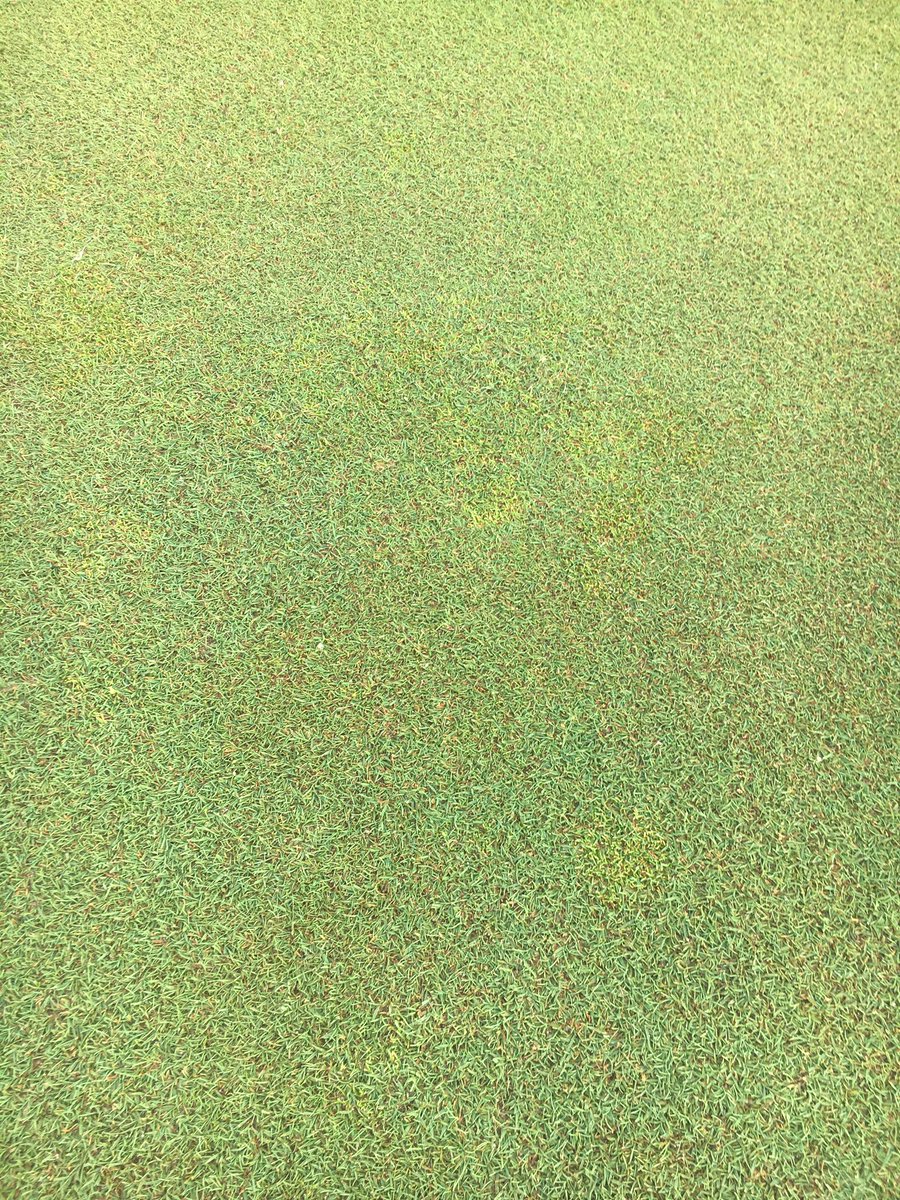 Paclobutrazol has our poa right where I want. People tend to back off on this during the summer. I put more. Roll ball, Roll!
