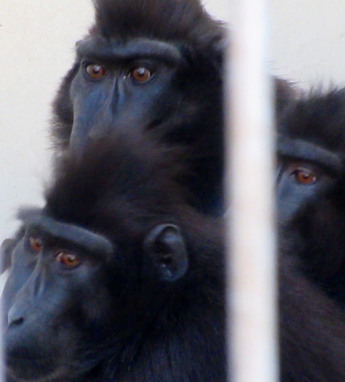 おらゑもん モンキーセンター 以外 の動物園で出会った霊長類たち クロザル 浜松 アカアシドゥクラングール ズーラシア カオムラサキラングール 千葉市動 ハヌマンラングール ときわ 浜松市動物園 ズーラシア Chibazoo ときわ動物園 おらゑもん モンキーセンター 以外 の動物園で出会った霊長類たち クロザル 浜松 アカアシドゥクラングール ズーラシア カオムラサキラングール 千葉市動 ハヌマンラングール ときわ 浜松市動物園 ズーラシア Chibazoo ときわ動物園