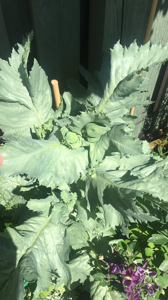 HuttonDebs's tweet photo. Any idea what this is please, Twitter garden peeps? Cheers xx https://t.co/bn7gCxHG2l