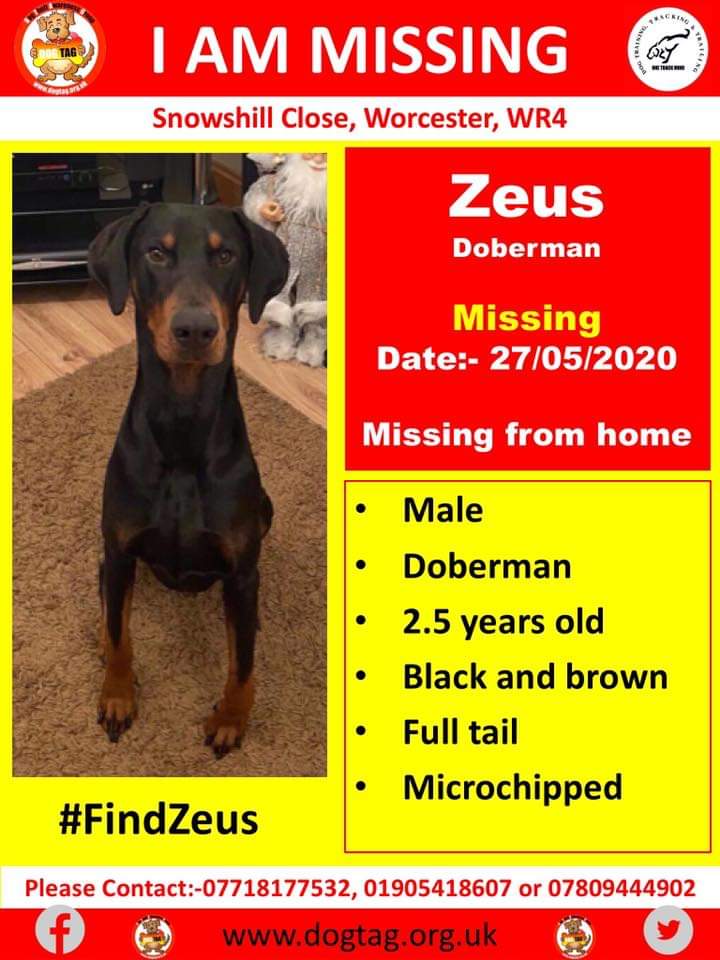 joannew0112's tweet photo. #FindZeus

Missing from home on Snowshill Close, #Worcester, WR4 on 27/05/20. 

There have been sightings in the area if seen please do not call chase or attempt to catch Zeus, note location, direction travelling and call owners ASAP. 

Let’s get this gorgeous boy home https://t.co/wx8qSEEJgy
