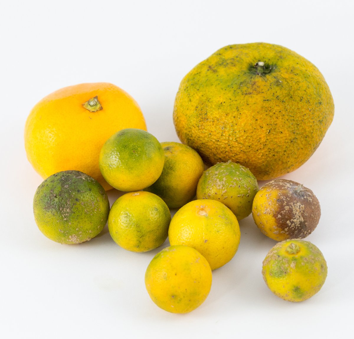 DAFFgov's tweet image. Don’t let citrus canker turn things sour. The bacterial disease has the potential to devastate horticulture businesses, has been detected on fruit products arriving from overseas. Read more in the latest edition of #BiosecurityMatters here bit.ly/3bohnTV