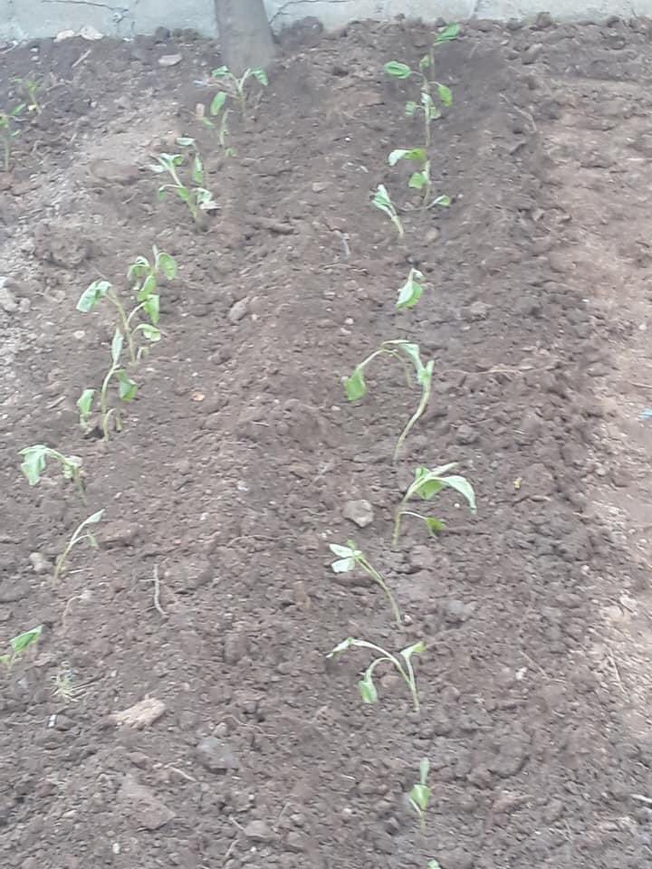 Toprağa değdikçe nasılda şenleniyor fidelerimiz.🤗🤗
Her geçen gün ekilen alanlarımız artıyor.
Balkon, bahçe farketmez
Sende katıl daha çok alanı şenlendirelim.
#KentBostanı
#DayanışmaYaşatır
#GaziDayanışmAğı