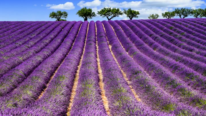I campi di #lavanda non si trovano solo in #Francia, ma anche in #Piemonte.
A giugno infatti a #salesangiovanni, piccolo borgo della Bassa Langa in Provincia di Cuneo, le colline si tingono di viola, il viola intenso della bellissima lavanda.
#piemontedavivere @AtlCuneese