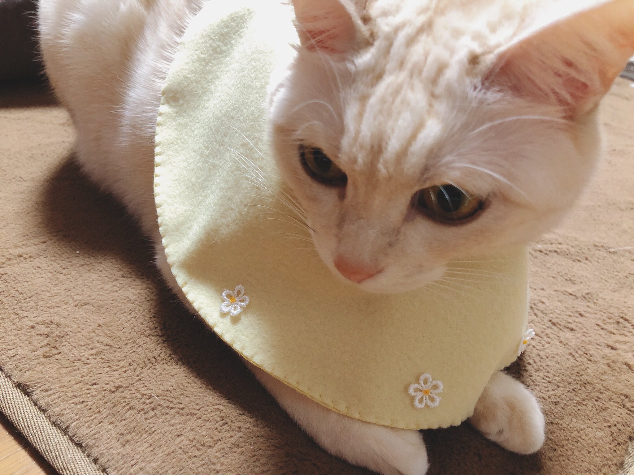 ポー در توییتر 手作りのエリザベスカラーが 気がつけばミニスカになっていた Cat Cats 猫 ねこ ネコ 猫の居る暮らし 手作りエリザベスカラー エリザベスカラー