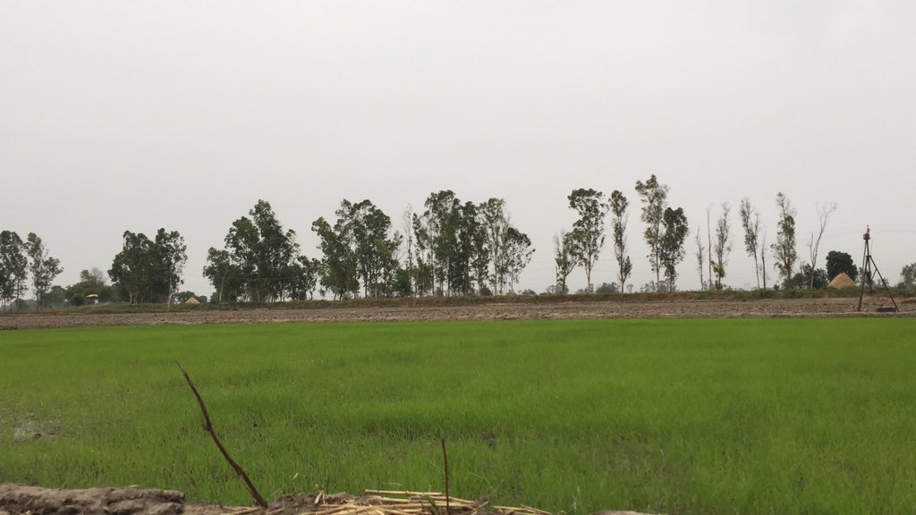 amringill's tweet photo. Gettin ready for #paddy2020 @CropLifeIntl @CropLifeIndia @DEKALB_Canada https://t.co/Jze3xC64Md