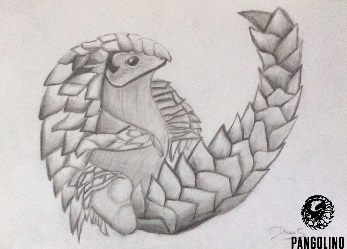 pangolino_org's tweet image. “We need to work together to stop the harsh treatment of pangolins so that they won’t be placed on the list of extinct species” are the words of Davina, a yr 12 UK student who drew this charming #ArtForPangolin. People around the world are having fun making #pangolinart. Join in!
