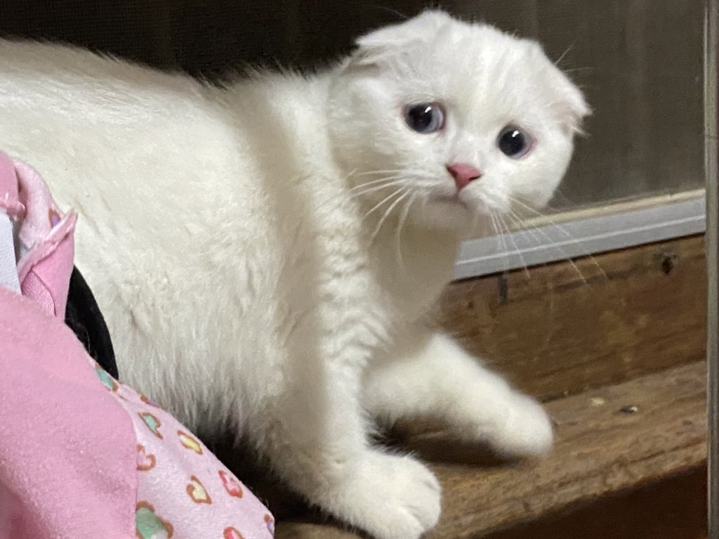 ૮꒰˵• ﻌ •˵꒱ა tweet media