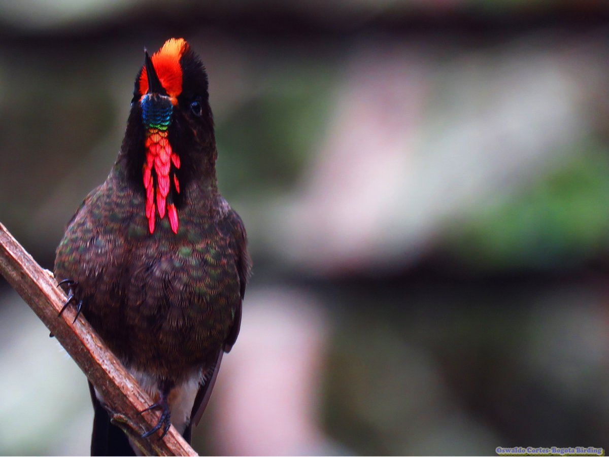 oswaldoaves's tweet photo. #FelizViernesATodos Con estos chicos y galantes colibries que tienen sus "barbas"🌈🌈 muy bien cuidadas
Así es la naturaleza...BELLEZA Y PERFECCIÓN 
pd: Estos colibries son Colombianos!

https://t.co/s2lD3S8rCO https://t.co/R6W3UWhKLt