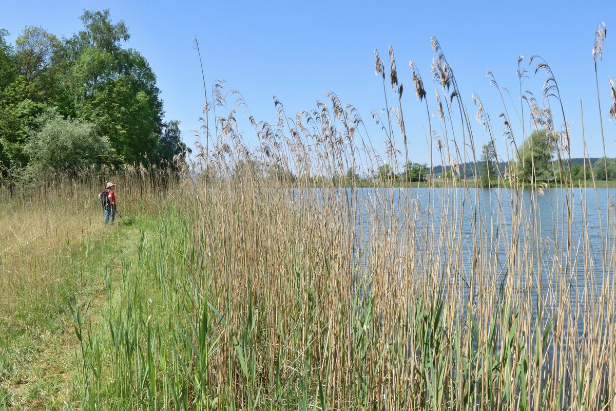 WegWandernCH's tweet photo. Eine Perle! Das letzte Stück «Urwald»🌳am OberenZürichsee mit #Flachmoor und wildem #Naturwaldreservat! Und: idyllischer #Badeplatz mit #Feuerstelle🔥.
➡️ https://t.co/RsHwMn0haM
#ObererZürichsee #zürichsee #wandernschweiz #wandern #wanderung #swisshiking #blickheimat #swisshike https://t.co/tX1YJerxeS