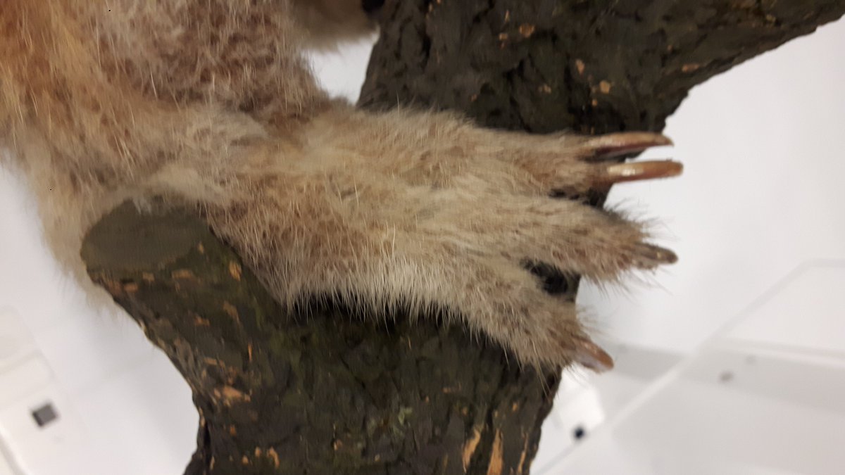 JackDAshby's tweet photo. Even if it's a toe-tal guess, what animal do you think today's 🔎#CloseUpQuiz🔍 is? 🦶
The answer will be posted at 4pm BST.
#MuseumFromHome #NHlockdown https://t.co/dEcIRUb7dU