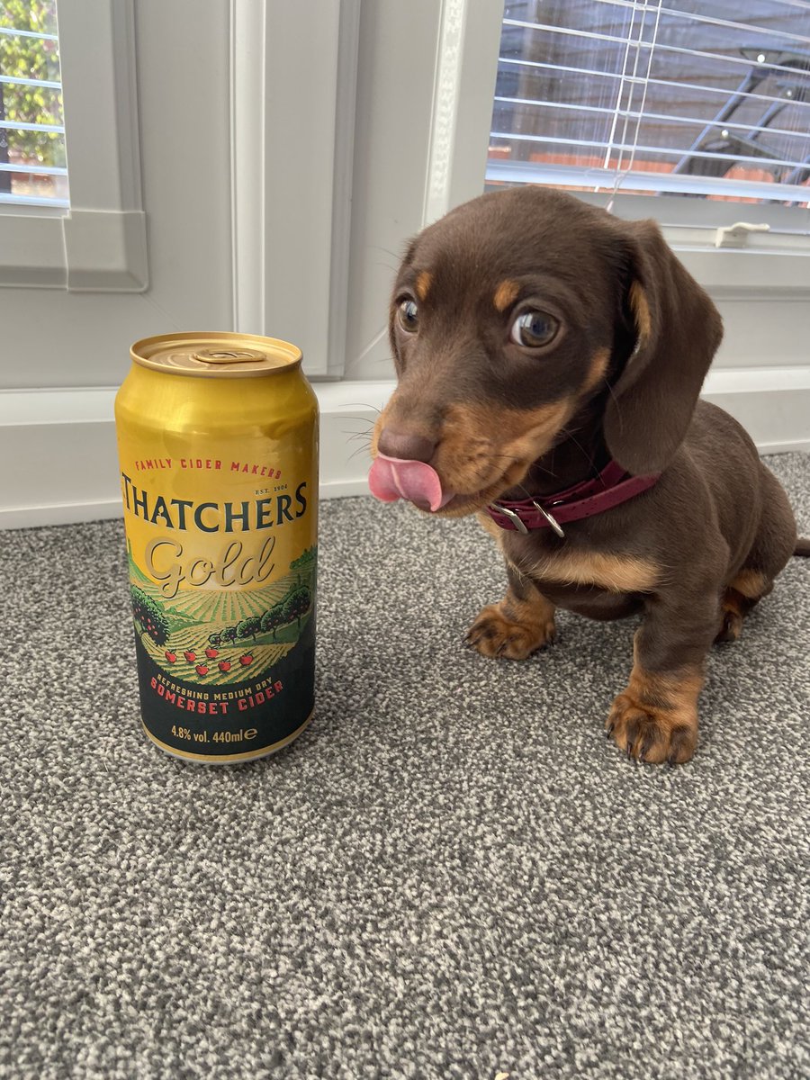 DomWilliams94's tweet photo. @VodafoneUK Our beautiful 12 week old puppy Belle and a very well timed photo! #VeryMeRewards https://t.co/TE5JKjx9Lw