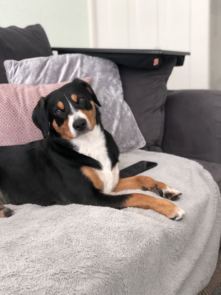 rosiefeasts's tweet photo. @VodafoneUK #VeryMeRewards Margeret 🐾 https://t.co/R6yAbhm4jH