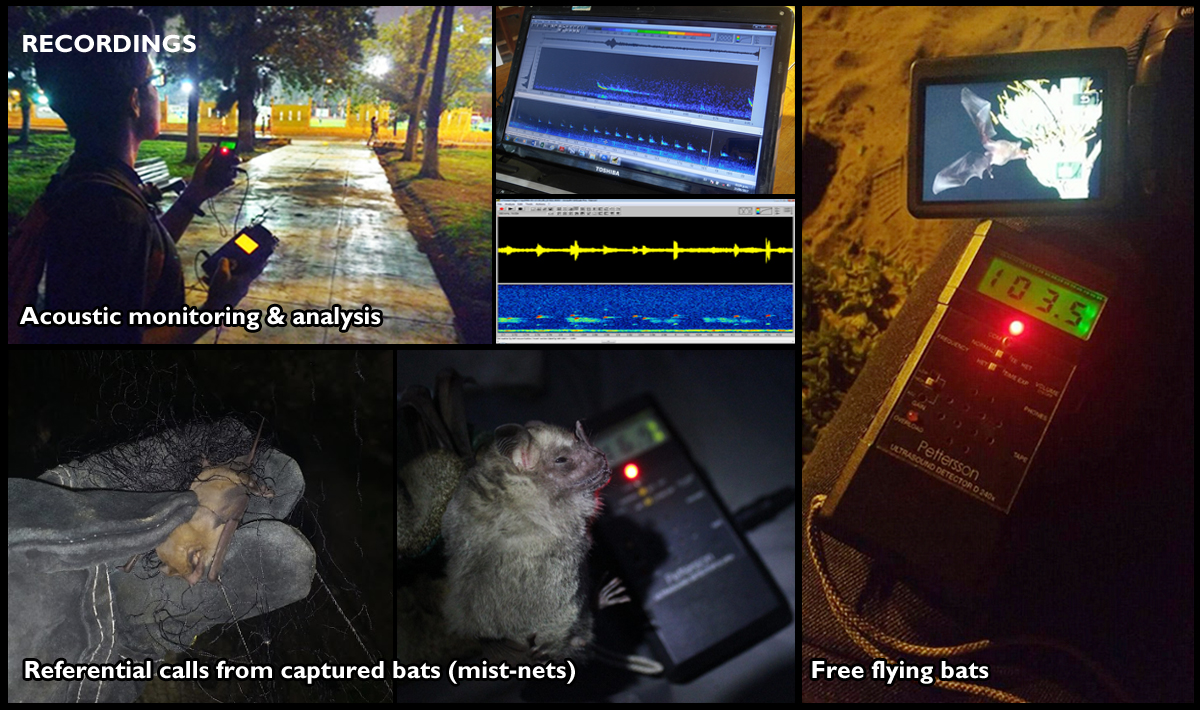 bio_pacheco's tweet photo. 2/5 #WTBC1 #BatLand3

We recorded bat calls at regional scale to build an acoustic library (#Pettersson D240x / M500-384). Then, species richness and activity were evaluated in urban and native ecosystems along an urbanization gradient based in land cover variations.

🦇🎙️🌎 https://t.co/8xVbdCP2Ol