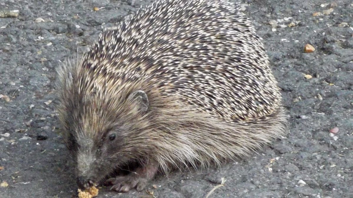 STP Records (Uncle Stu). tweet media