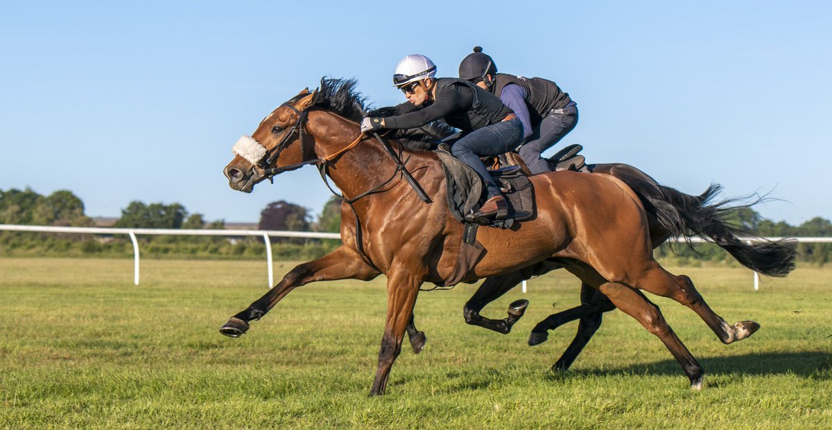 MelanieSauerPh1's tweet photo. Not only is this my favourite shot of this morning at the Watered Gallops @NewmarketGallop but it also shows off @SilvDSousa setting new trends!! Check out his eye wear πππ#settingnewtrends #oakley #horseracing #equinephotography #fewdaystogo #worldhorseracing https://t.co/NkXU4EwtLn