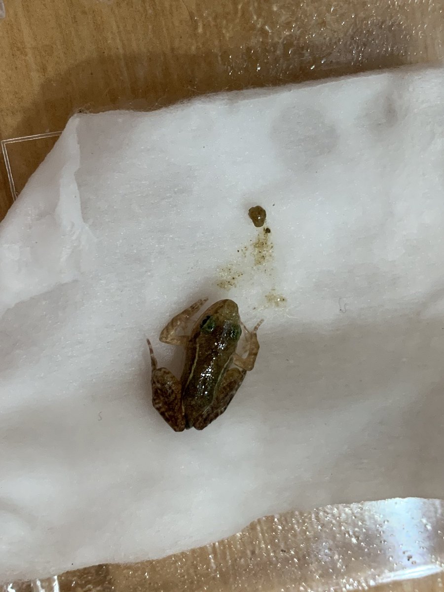 ぴよ カエルと暮らす アカガエルちゃん ダメそうです 置きエサも練り餌も 全く何も食べようとしないからそろそろ危ないなとは思ってたけど 強制給餌 この大きさじゃ難しいかなぁと思いつつやってみたけど 口を開かない もしかして口あかないの っ ぴよ カエルと暮らす アカガエルちゃん ダメそうです 置きエサも練り餌も 全く何も食べようとしないからそろそろ危ないなとは思ってたけど 強制給餌 この大きさじゃ難しいかなぁと思いつつやってみたけど 口を開かない もしかして口あかないの っ