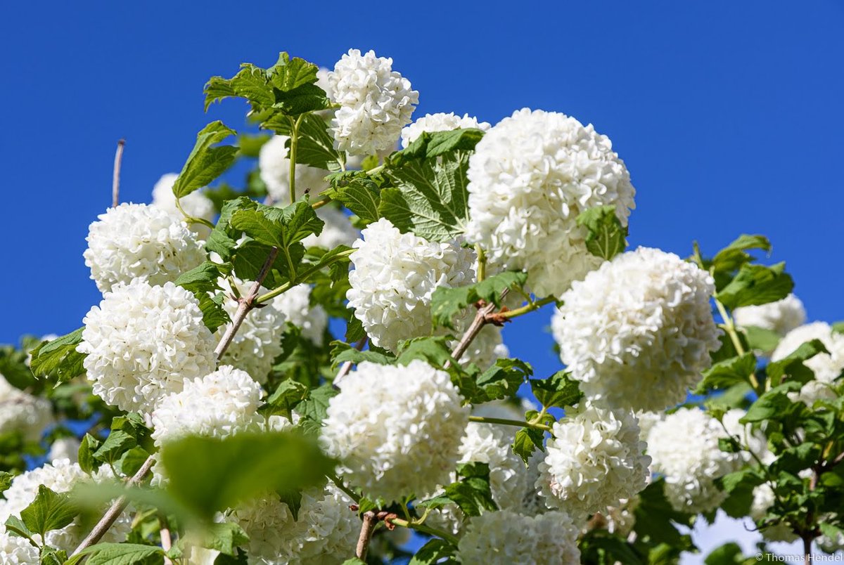 HendelThomas's tweet photo. Snowball II.
#photography #photographer #PhotoOfTheDay #garden #blossom #snowball #viburnumopulus #borgsdorf #Brandenburg https://t.co/6s5CcXhLqO