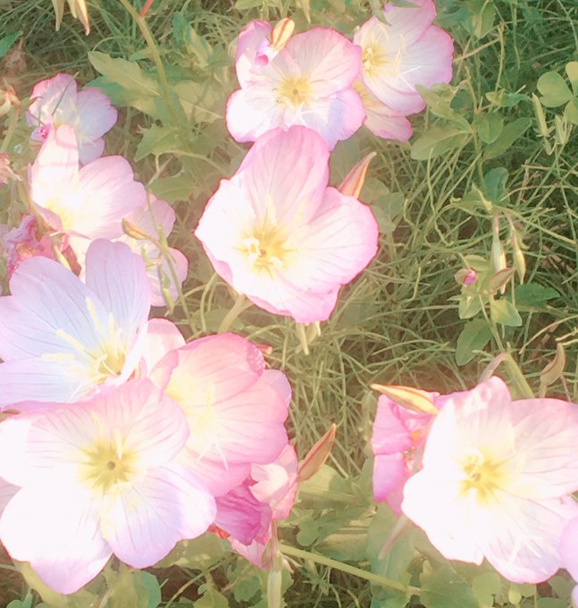 月見草のtwitterイラスト検索結果 古い順