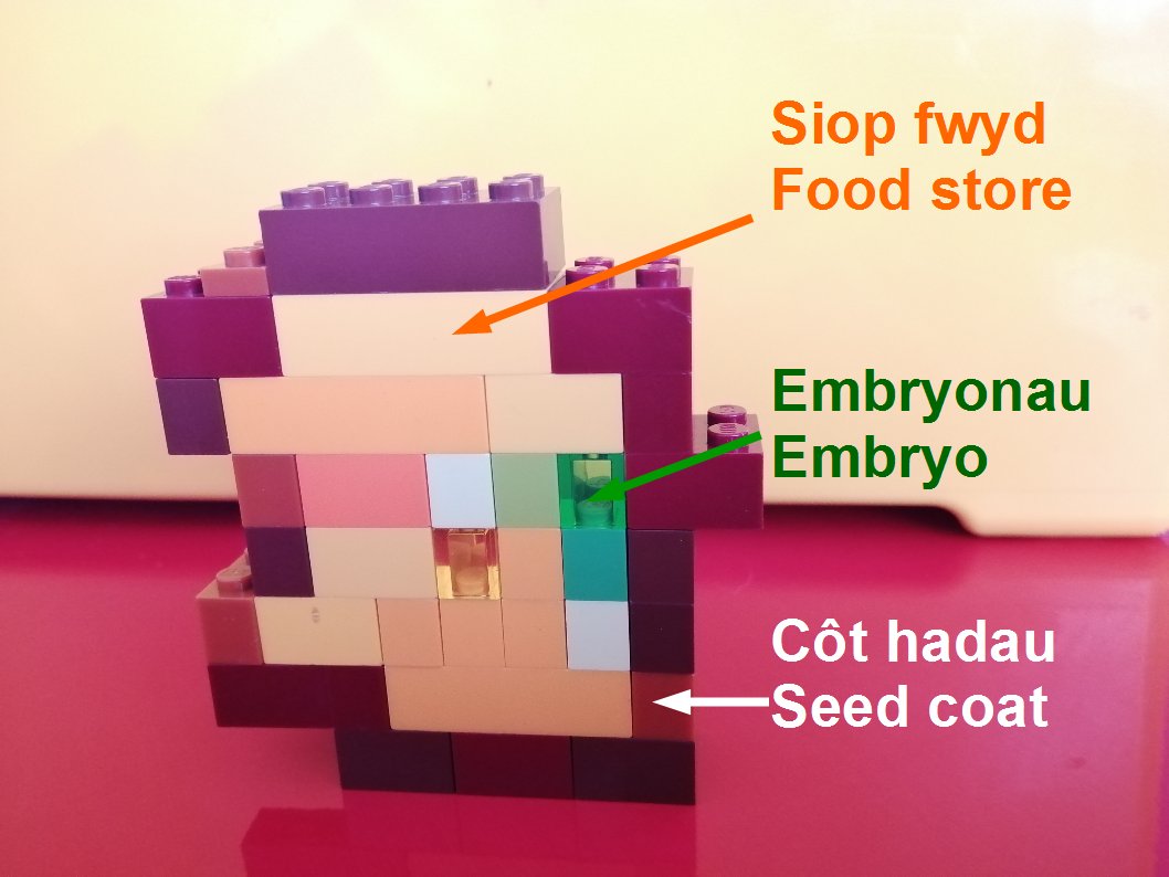 BargoedLib's tweet photo. Her 4: Rhannau o'r had.
๐ฅ๐ฑ๐ณ #NGCW
Challenge 4: Parts of the seed. https://t.co/G4wYTFAO01
