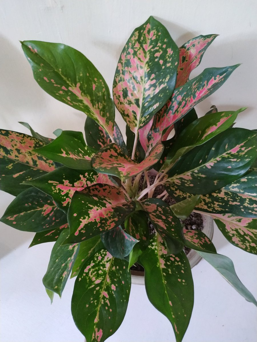 hannaholmes's tweet photo. Tahun yang sangat berbeda semoga kita diberikan ketabahan dan kesehatan Aamiin #NewNormalIndonesia https://t.co/heVuBFGu7D