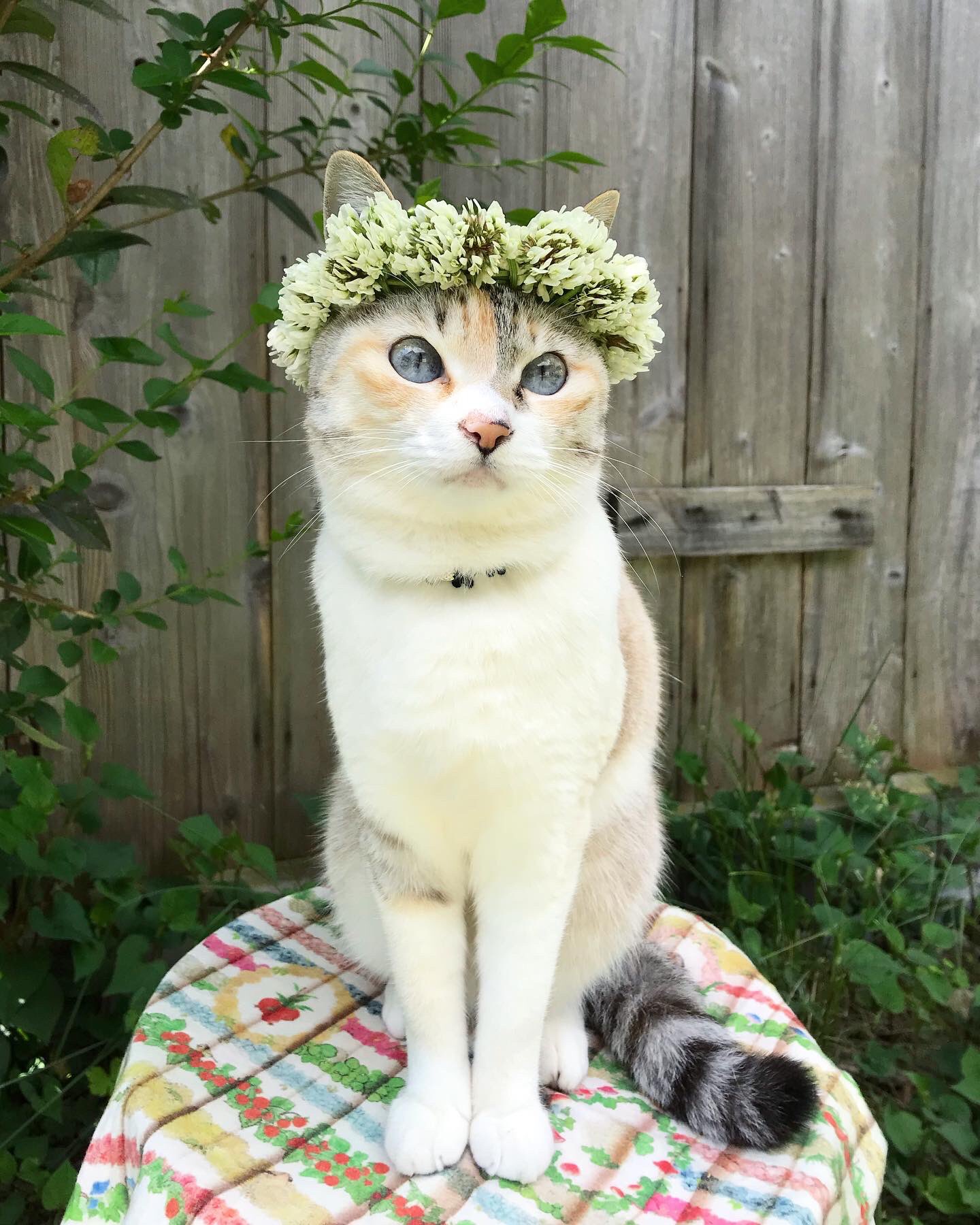 シロツメクサの花冠 Twitter Search Twitter